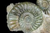 Great Lower Jurassic Ammonite (Asteroceras) Display - England #175104-1